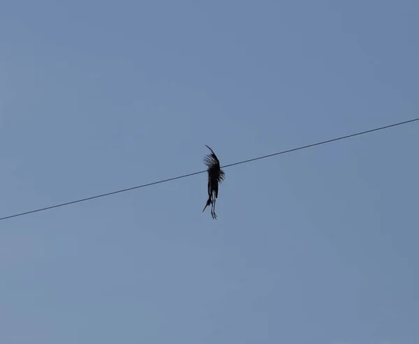 Toter Vogel Auf Dem Draht Ein Elektrischer Vogel Der Durch — Stockfoto
