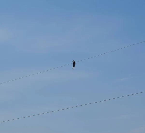 Martwy Ptak Drut Elektryczny Ptak Zabity Przez Prąd Elektryczny — Zdjęcie stockowe