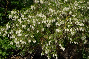 Çiçekli akasya beyaz üzüm