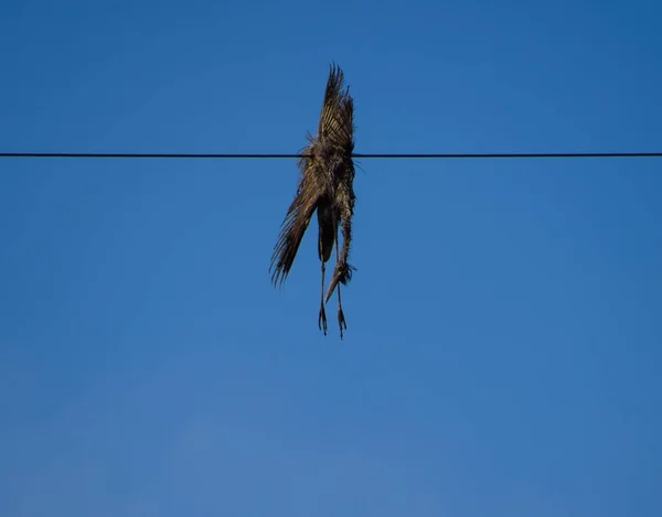Mrtvý Pták Drátě Elektrický Pták Zabil Elektrický Proud — Stock fotografie