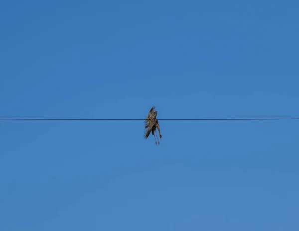 Toter Vogel Auf Dem Draht Ein Elektrischer Vogel Der Durch — Stockfoto