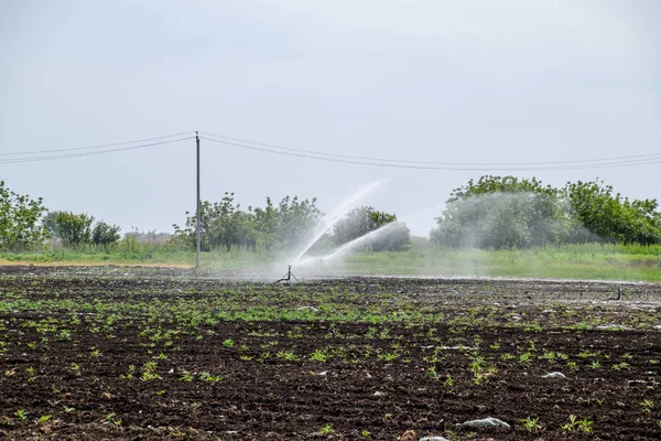 Système d'irrigation dans le domaine des melons. Arroser les champs. Arroseur — Photo