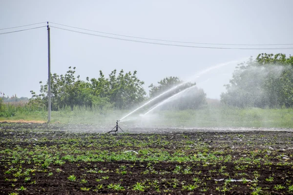 Système d'irrigation dans le domaine des melons. Arroser les champs. Arroseur — Photo