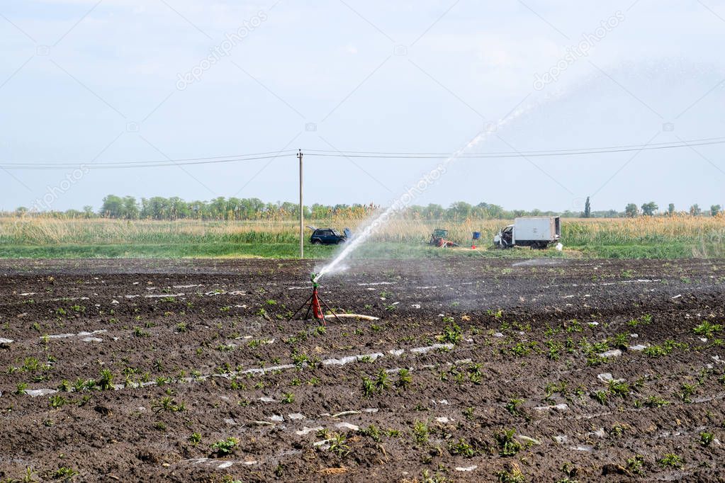 Irrigation system in field of melons. Watering the fields. Sprinkler.