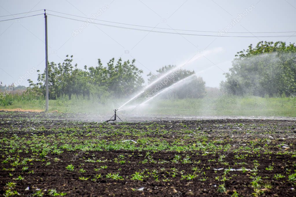 Irrigation system in field of melons. Watering the fields. Sprinkler