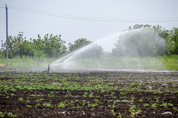 Système d'irrigation dans le domaine des melons. Arroser les champs. Arroseur — Photo