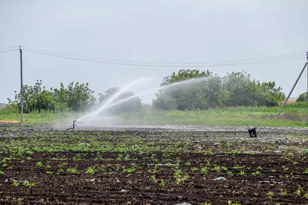Irrigation system in field of melons. Watering the fields. Sprinkler