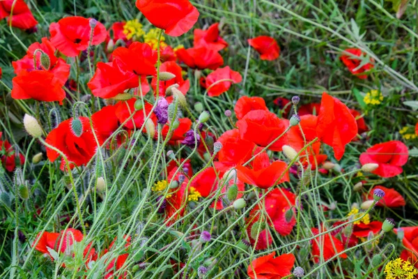 Flores de amapola en el claro. Flor de amapola salvaje roja. Flores de amapola roja —  Fotos de Stock