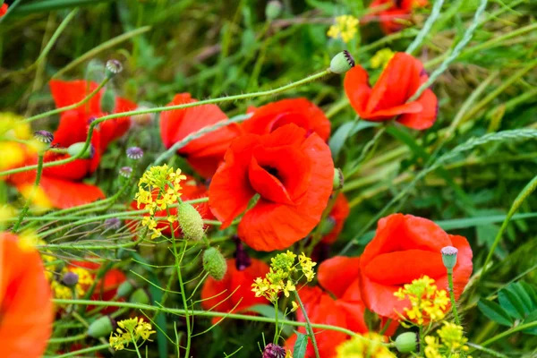 Fleurs de pavot dans la clairière. Coquelicot sauvage rouge en fleurs. Fleurs de pavot rouge — Photo