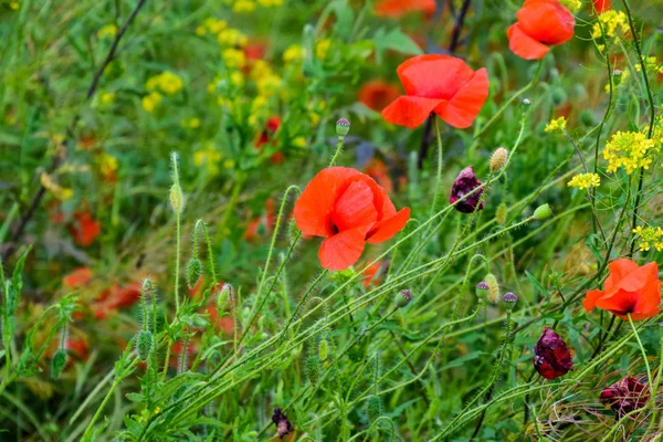 Flores de amapola en el claro. Flor de amapola salvaje roja. Flores de amapola roja —  Fotos de Stock