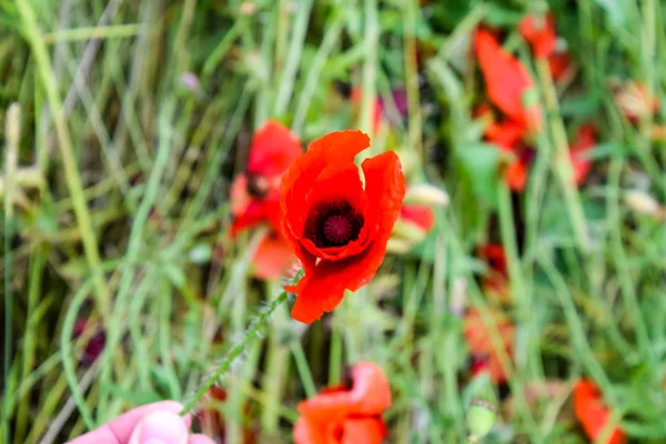 Flores de amapola en el claro. Flor de amapola salvaje roja. Flores de amapola roja —  Fotos de Stock