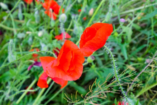 Fleurs de pavot dans la clairière. Coquelicot sauvage rouge en fleurs. Fleurs de pavot rouge — Photo