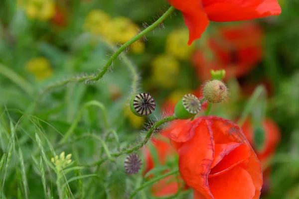 Fleurs de pavot dans la clairière. Coquelicot sauvage rouge en fleurs. Fleurs de pavot rouge — Photo