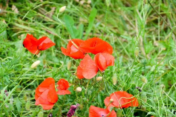 Poppy flowers in the clearing. Blooming red wild poppy. Red poppy flowers — Stock Photo, Image