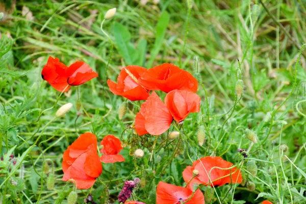 Fleurs de pavot dans la clairière. Coquelicot sauvage rouge en fleurs. Fleurs de pavot rouge — Photo