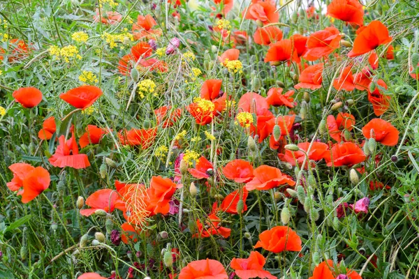 Fleurs de pavot dans la clairière. Coquelicot sauvage rouge en fleurs. Fleurs de pavot rouge — Photo