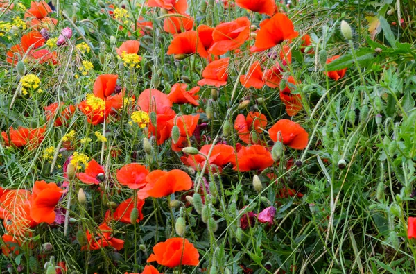 Flores de amapola en el claro. Flor de amapola salvaje roja. Flores de amapola roja — Foto de Stock