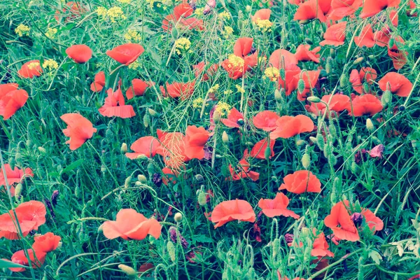 Fleurs de pavot dans la clairière. Coquelicot sauvage rouge en fleurs. Fleurs de pavot rouge — Photo