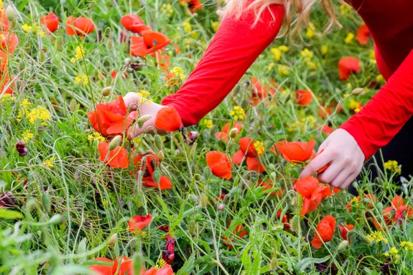 Desgarrando las amapolas por un ramo. Flores de amapola en el claro. Flor de amapola salvaje roja. Flores de amapola roja —  Fotos de Stock