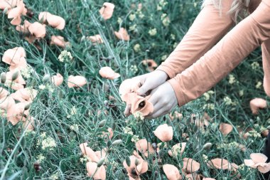 Bir buket için haşhaş yırtılma. Haşhaş çiçekleri açıklıkta. Kırmızı vahşi gelincik çiçek açmış. Haşhaş kırmızı çiçekler