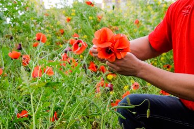 Bir buket için haşhaş yırtılma. Haşhaş çiçekleri açıklıkta. Kırmızı vahşi gelincik çiçek açmış. Haşhaş kırmızı çiçekler