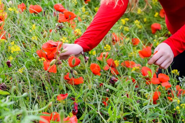 Desgarrando las amapolas por un ramo. Flores de amapola en el claro. Flor de amapola salvaje roja. Flores de amapola roja —  Fotos de Stock