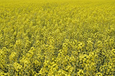 Tecavüz tarlası. Tecavüz çiçeklerinin geçmişi. Çiçekli tecavüz meydanda.