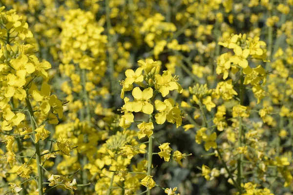 Champ de colza. Contexte des fleurs de viol. Floraison de viol sur le terrain . — Photo