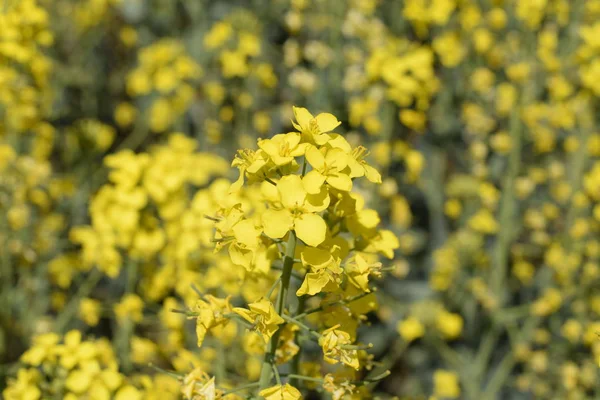 Campo di colza. Sfondo di fiori di stupro. Colza in fiore sul campo . — Foto Stock