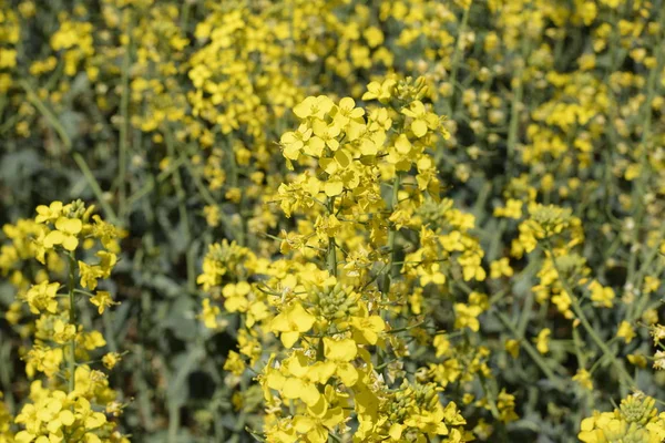 Champ de colza. Contexte des fleurs de viol. Floraison de viol sur le terrain . — Photo