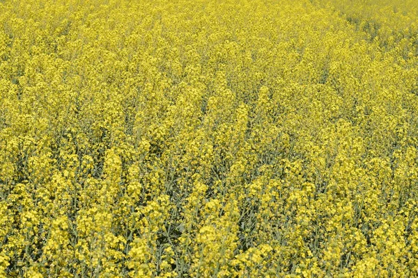 Rapeseed field. Background of rape blossoms. Flowering rape on the field. — Stock Photo, Image