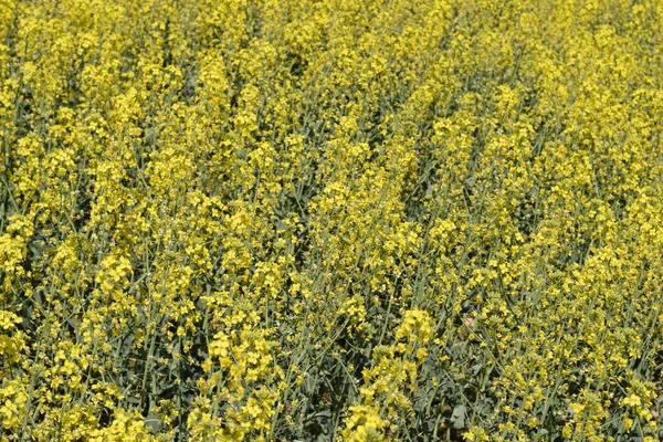 菜種畑だ。菜の花の背景。現場での菜の花. — ストック写真