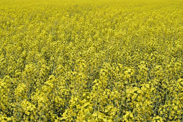Rapeseed field. Background of rape blossoms. Flowering rape on the field. — Stock Photo, Image