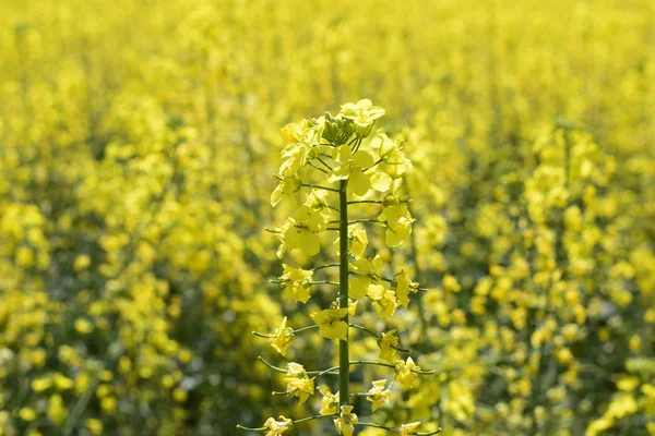 Campo di colza. Sfondo di fiori di stupro. Colza in fiore sul campo . — Foto Stock