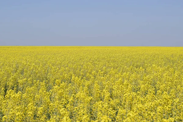 Rapsfeld. gelbe Rapsblüten, Feldlandschaft. Blauer Himmel und Raps auf dem Feld. — Stockfoto
