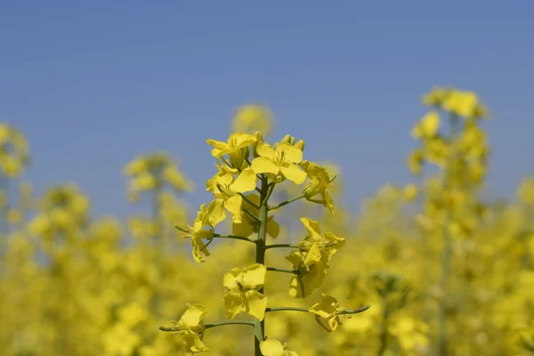 Campo de colza. Flores amarillas de violación, paisaje de campo. Cielo azul y violación en el campo . —  Fotos de Stock