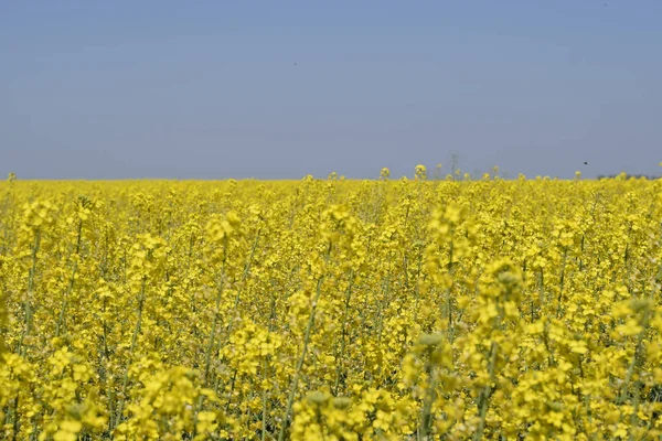 Campo de colza. Flores amarillas de violación, paisaje de campo. Cielo azul y violación en el campo . —  Fotos de Stock