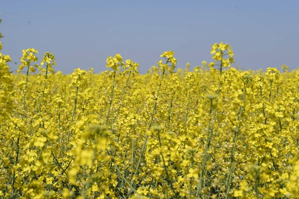 Rapeseed field. Yellow rape flowers, field landscape. Blue sky and rape on the field. — Stock Photo, Image