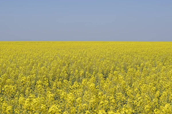 Campo de colza. Flores de colza amarelas, paisagem de campo. Céu azul e estupro no campo . — Fotografia de Stock