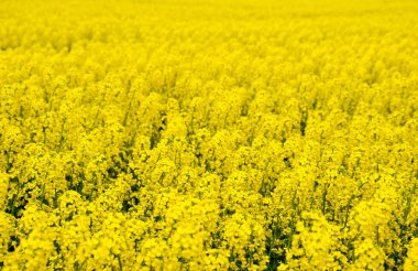 Tecavüz tarlası. Tecavüz çiçeklerinin geçmişi. Çiçekli tecavüz meydanda.