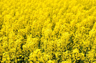 Tecavüz tarlası. Tecavüz çiçeklerinin geçmişi. Çiçekli tecavüz meydanda.