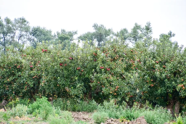 Jabłkowy sad. Rzędy drzew i owoce ziemi pod drzewami — Zdjęcie stockowe