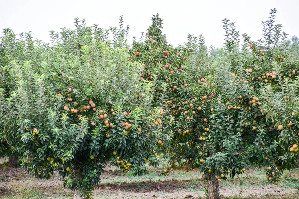 リンゴ園だ。木の列と木の下の地面の果実 — ストック写真