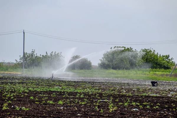 Système Irrigation Dans Domaine Des Melons Arroser Les Champs Arroseur — Photo