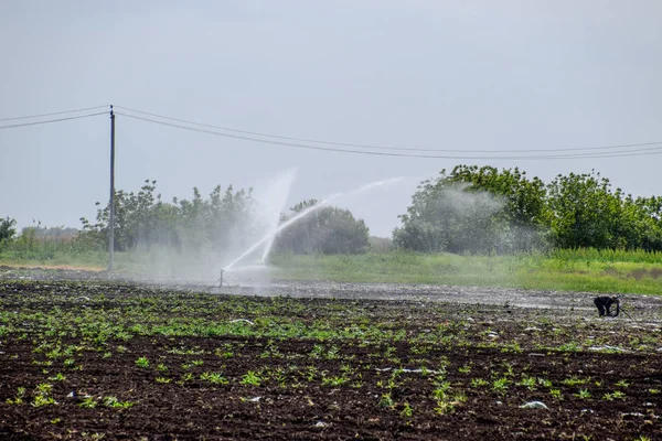 Sistema Riego Campo Melones Riego Los Campos Aspersor —  Fotos de Stock