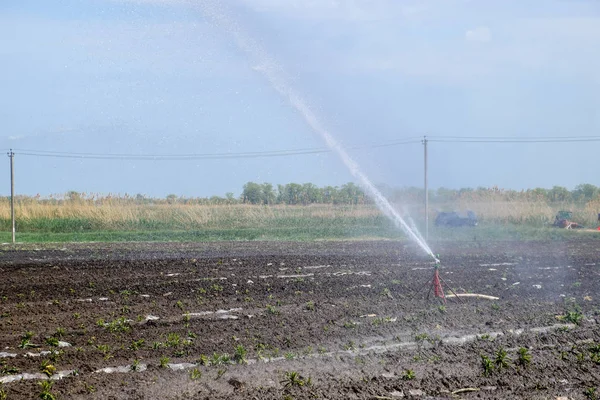 Système Irrigation Dans Domaine Des Melons Arroser Les Champs Arroseur — Photo