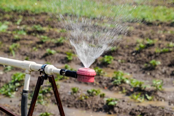 Sprinkler vizet öntözés a kertben. Öntözés a kertben — Stock Fotó