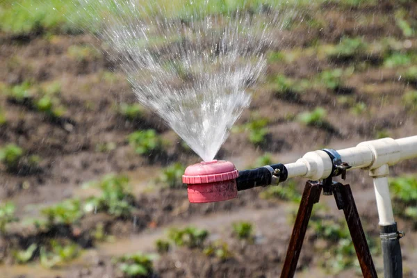 Sprinkler vizet öntözés a kertben. Öntözés a kertben — Stock Fotó