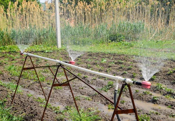 Sprinkler vizet öntözés a kertben. Öntözés a kertben — Stock Fotó