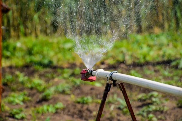 Aspersor de agua para regar en el jardín. Riego en el jardín —  Fotos de Stock